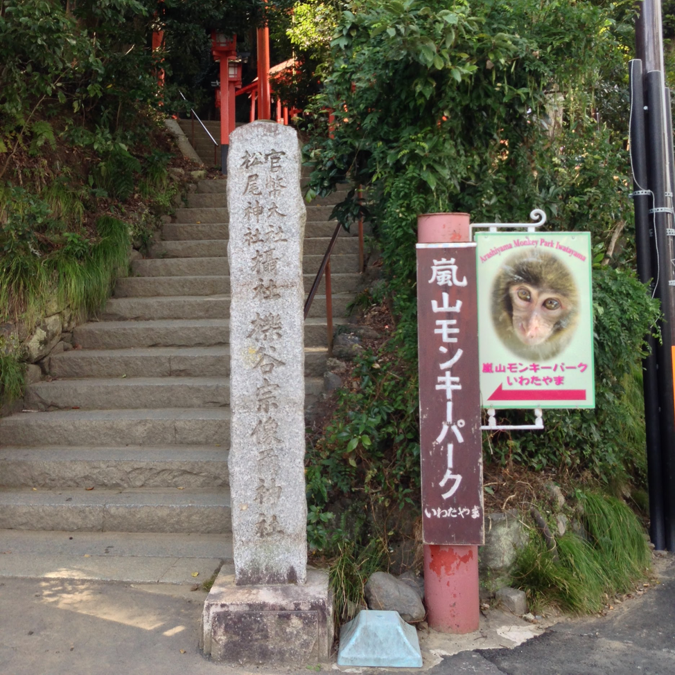 Iwatayama Monkey Park - Arashiyama, Kyoto - Japan Travel